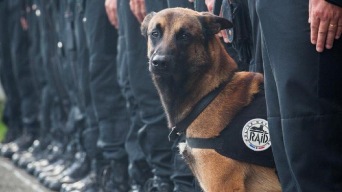 «Ντίζελ»: Ο σκύλος της αστυνομίας που σκοτώθηκε από τους τρομοκράτες στο Παρίσι